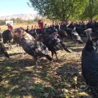 قلو قاضی خومالی