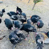 بوقلمون میش