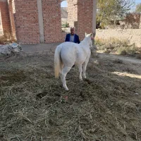 مادیان شش ساله سرحال مست|اسب و تجهیزات اسبسواری|بجنورد, |دیوار