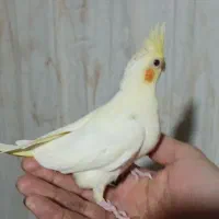 تعداد ۵عدد جوجه عروس سرلاکی