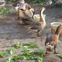 فروش غاز و قوغاز محلی|حیوانات مزرعه|آبیک, |دیوار