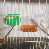 قناری رو تخم جوجه