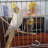 یک جفت  مولد عروس سالم و سر حال با دو عدد جوجه