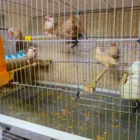 فنچ نرگسی جوجه ۳ ماهه شکلاتی ۷ عدد