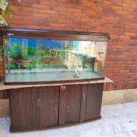 اکواریم شرکتی