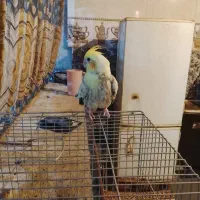 یک عدد عروس هلندی|پرنده|بمپور, |دیوار