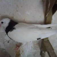 کبوتر|پرنده|شیراز, شیخ علی چوپان|دیوار