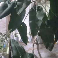 گل فیلیدندرون|گل و گیاه طبیعی|کرج, گلدشت|دیوار