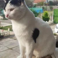 واگذاری گربه|گربه|سنگر, |دیوار