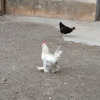 خروس ومرغ|حیوانات مزرعه|مزرعه کتول, |دیوار