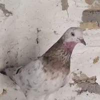 ماده سرور سالم
