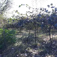 ۶هکتارزمین کشاورزی نظرآباد|فروش دفتر صنعتی، کشاورزی، تجاری|محمدشهر, محمدشهر|دیوار