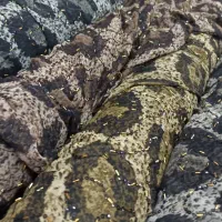 حریر پلنکی ملیله کاری شده گرم بالا|لباس|سقز, |دیوار