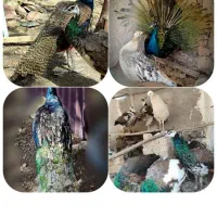 طوطی طاووس بوقلموجوج برهماکوشین کفترتخم دستگاه قفس