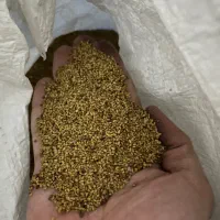 بذر یونجه همدان سرت شده درجه یک به شرط