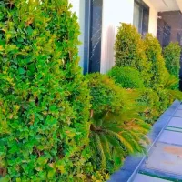 خدمات کلیه باغبانی باغچه کاری هرسکاری گلکاری کاشت|خدمات باغبانی و درختکاری|کرج, فاز ۴ مهرشهر|دیوار