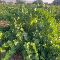 اجاره باغ انگور و گردو محدوده صائین قلعه