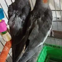 جوجه عروس هلندی رام و چلوندنی