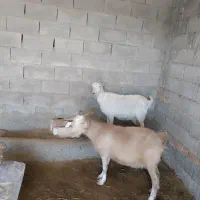 بزسانن|حیوانات مزرعه|نیشابور, فردوسی جنوبی|دیوار