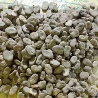 باقالی درجه یک|عمدهفروشی|چورزق, |دیوار