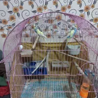 مرغ عشق