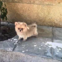 دو عدد توله پامر خرسی شناسنامه دار