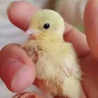 بلدرچین مینیاتوری زینتی بند انگشتی