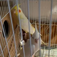 عروس هلندی مولد با جوجه سرلاکی|پرنده|گنبد کاووس, |دیوار