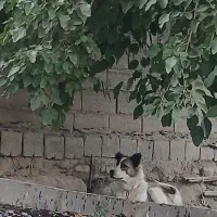 سگ گمشده نر