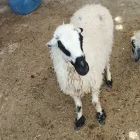 دوعدد میش نسل دار چاق چله