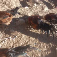 فروش مرغ محلی