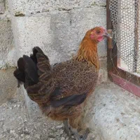 مرغ وخروس محلی