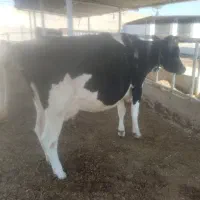 گاو|حیوانات مزرعه|جزمان, |دیوار