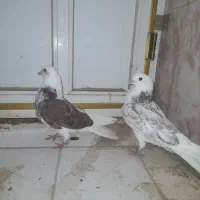 کبوتر هشتبندی