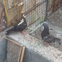 کبوتر بوشهری پاکستانی