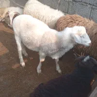 فروش گوسفند رومن رومانف با بره دوقلو وسه قلو|حیوانات مزرعه|کومله, |دیوار