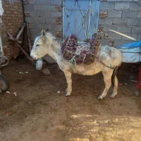 الاغ گله