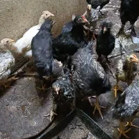 فروش جوجه ومرغ خروس