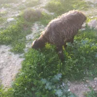 کوه ماده|حیوانات مزرعه|مسجد سلیمان, |دیوار