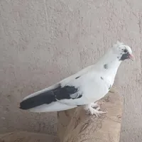 دم سیاه نقابی نر و ابلق و طوق زرد نوچه نر|پرنده|بهبهان, |دیوار