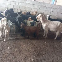 بز کهره دار