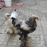 مرغ و خروس برهما ۶ ماه
