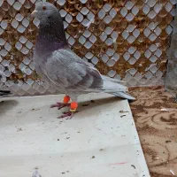 کبودر|پرنده|مشهد, انصار|دیوار