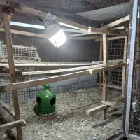 یک عدد قفس دوطبقه|لوازم جانبی حیوانات|شهریار, شهرک بهاران (ویره)|دیوار