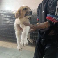 واگذاری ماده عراق