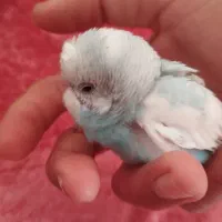 مرغ عشق اهلی|پرنده|ایواوغلی, |دیوار