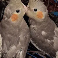 جوجه عروس هلندی دو ماهه