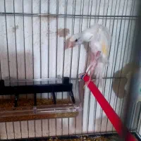 قناری جیبوس