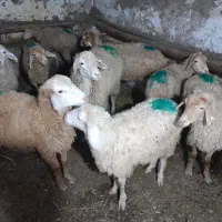 بره پای پروری۱۰ عدد|حیوانات مزرعه|انگوت, |دیوار