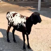 ثلاله|حیوانات مزرعه|اردستان, |دیوار